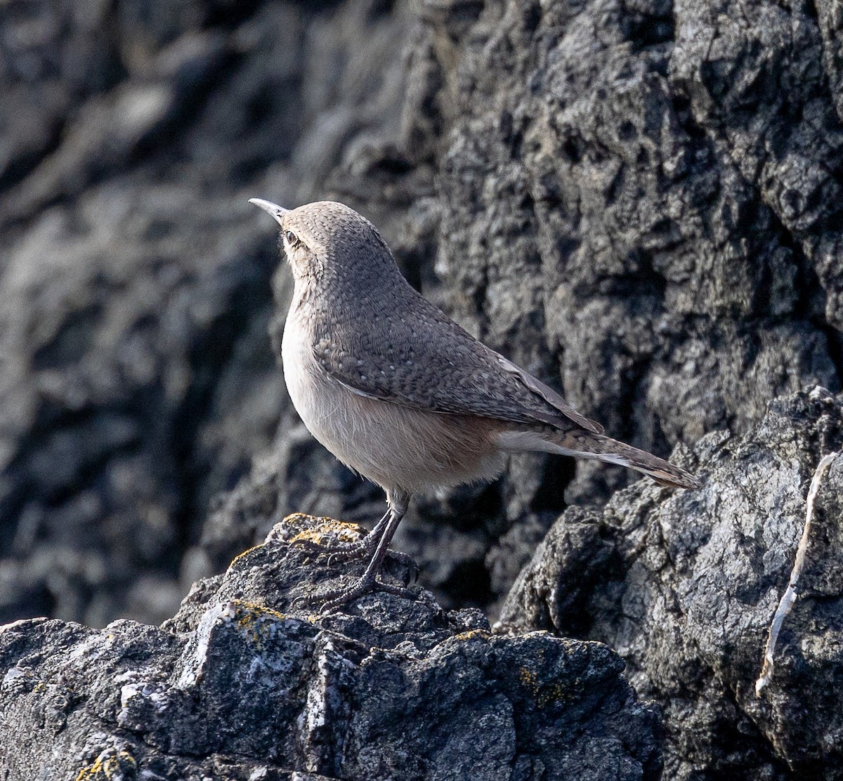 Rock Wren - ML643729495