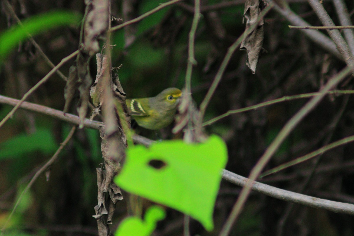 White-eyed Vireo - ML643729498