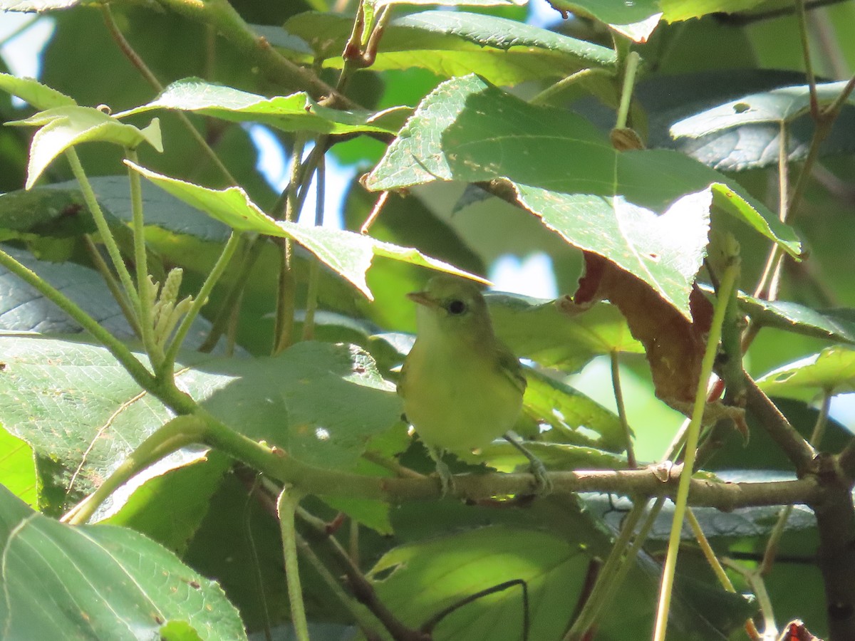 Golden-fronted Greenlet - ML643729507