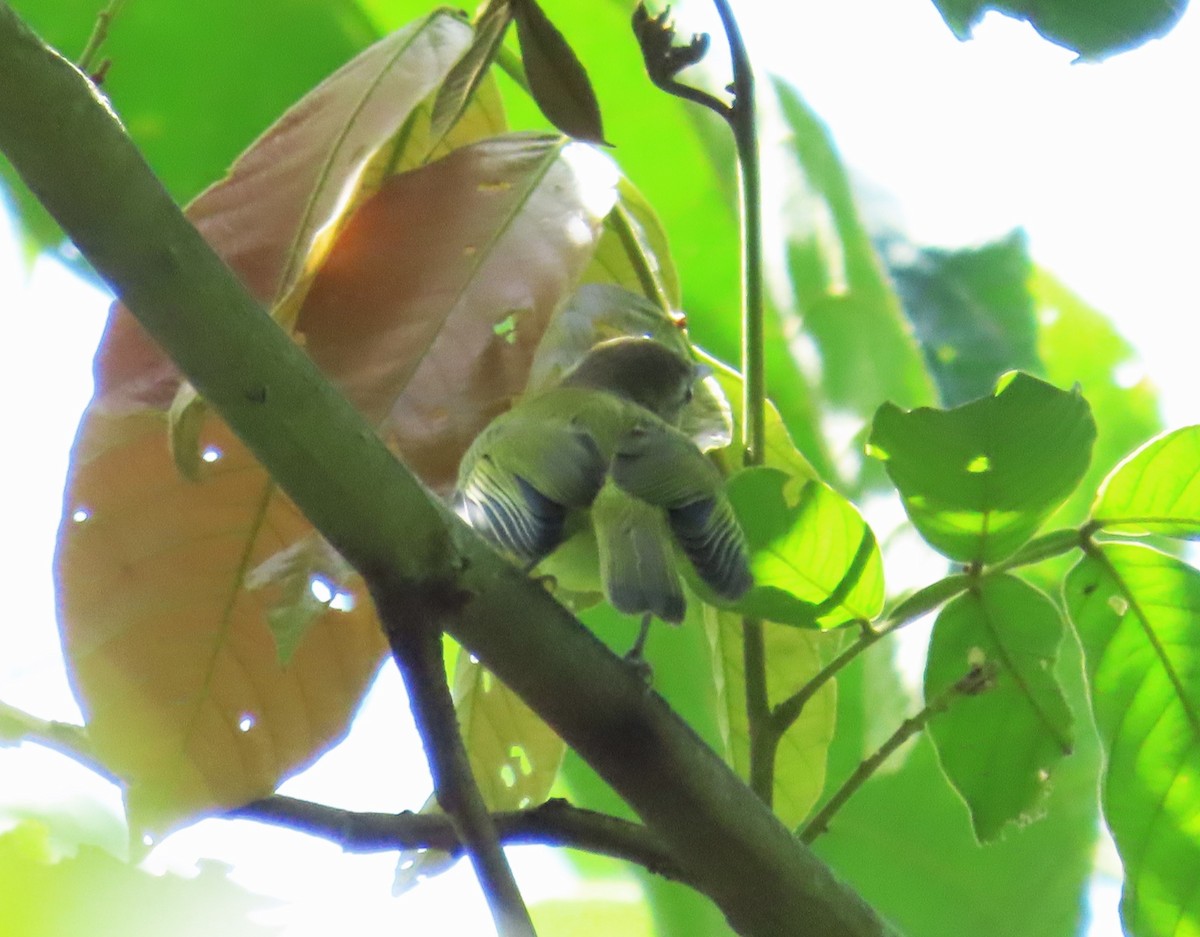 Golden-fronted Greenlet - ML643729509