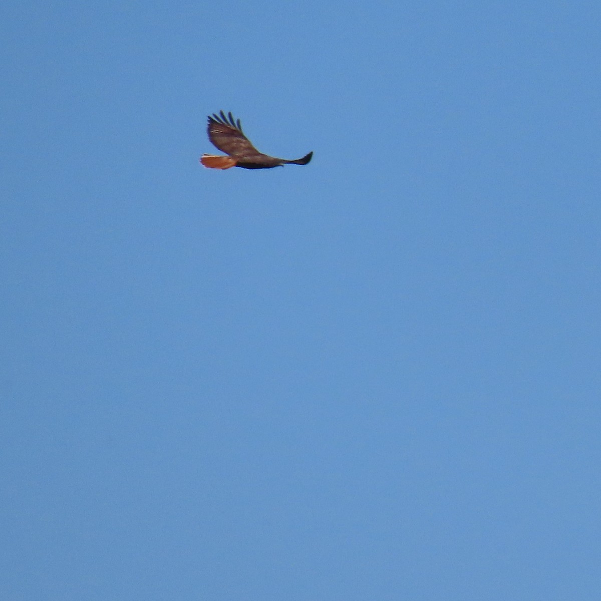 Red-tailed Hawk - ML643729510