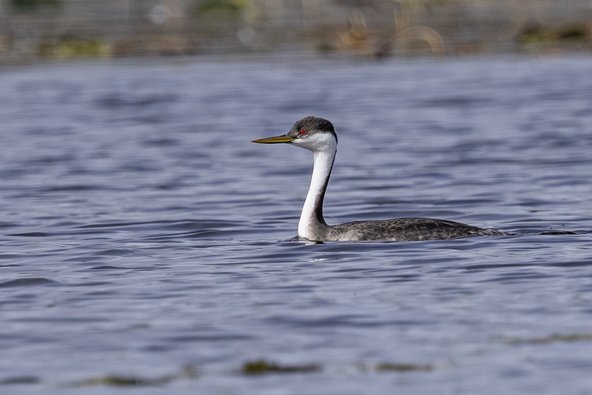 Western Grebe - ML643729516