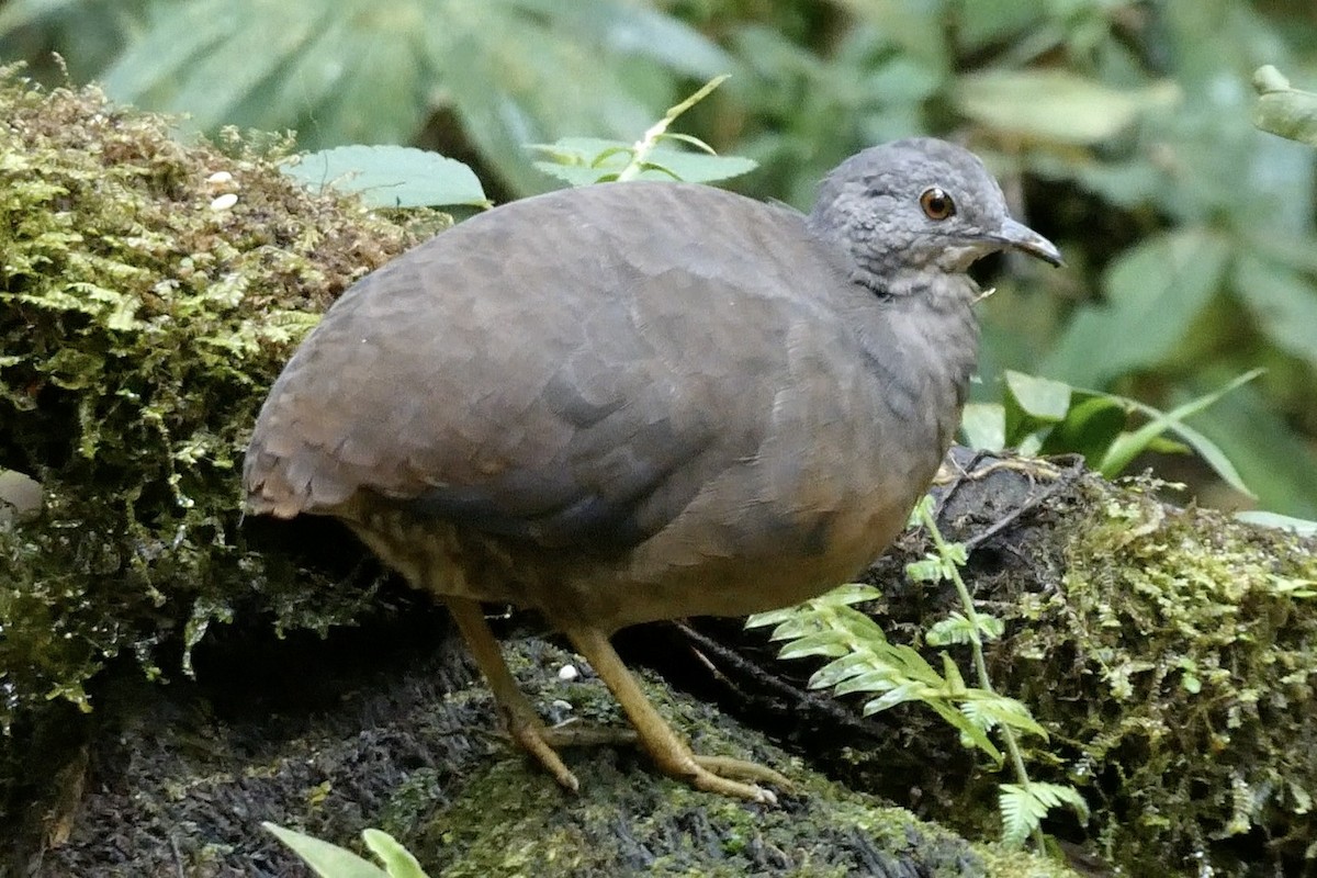 Little Tinamou - ML643729553