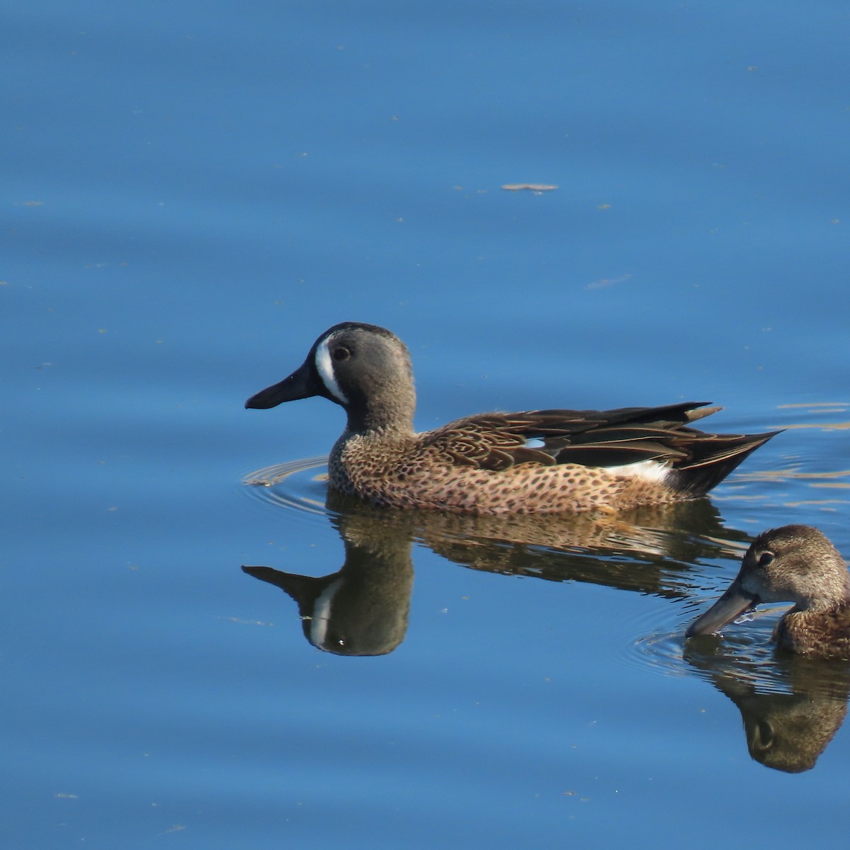 Blue-winged Teal - ML643729592