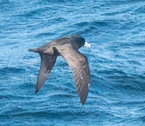 White-chinned Petrel - ML643729609