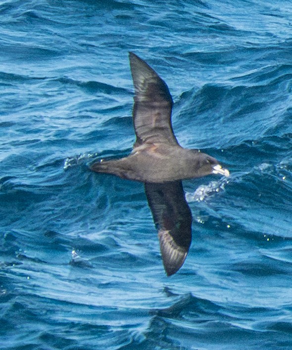 White-chinned Petrel - ML643729610