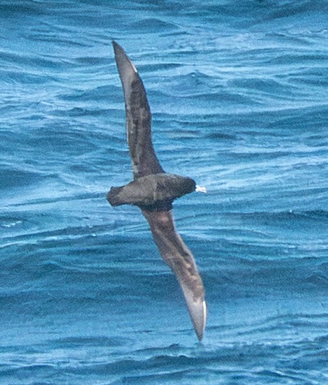 White-chinned Petrel - ML643729611