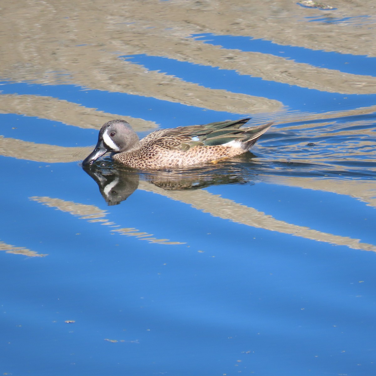Blue-winged Teal - ML643729622
