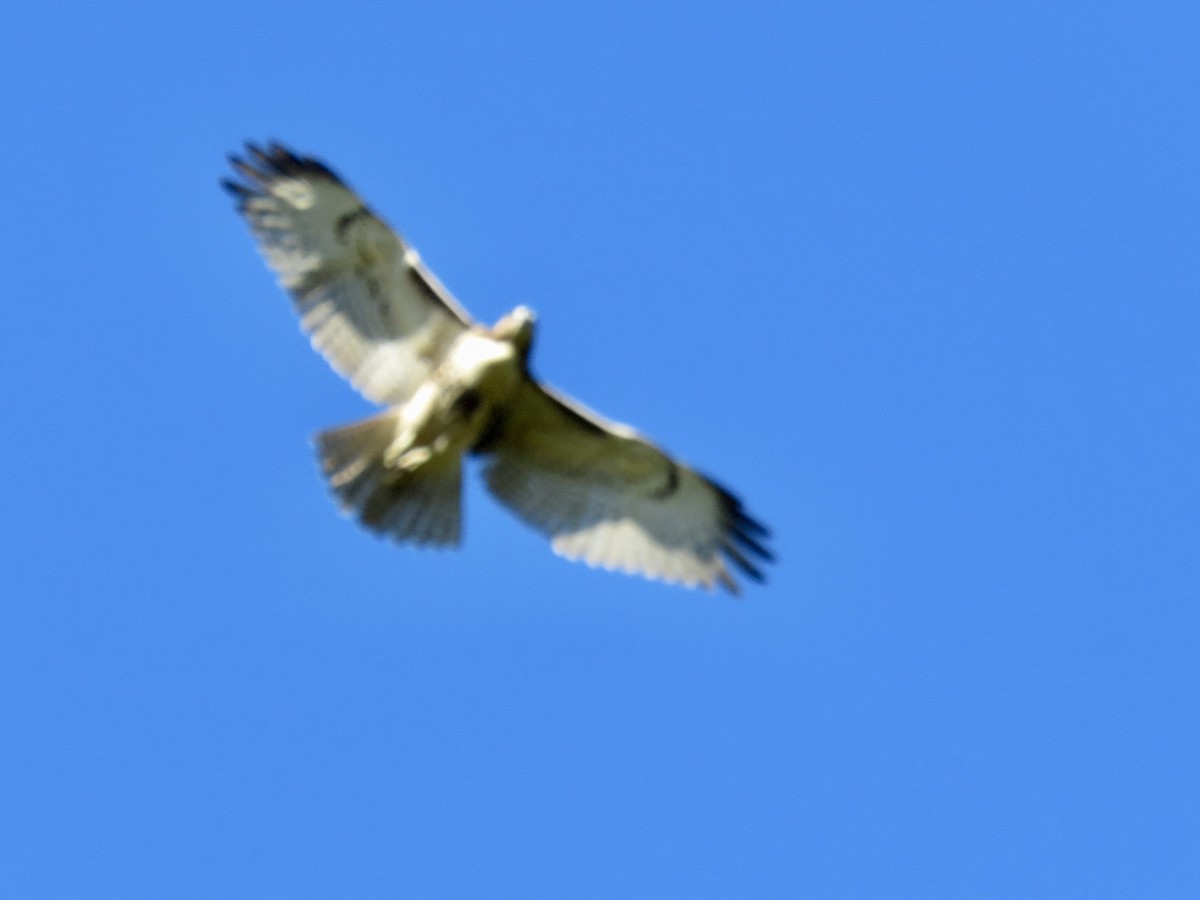 Red-tailed Hawk - ML643729627