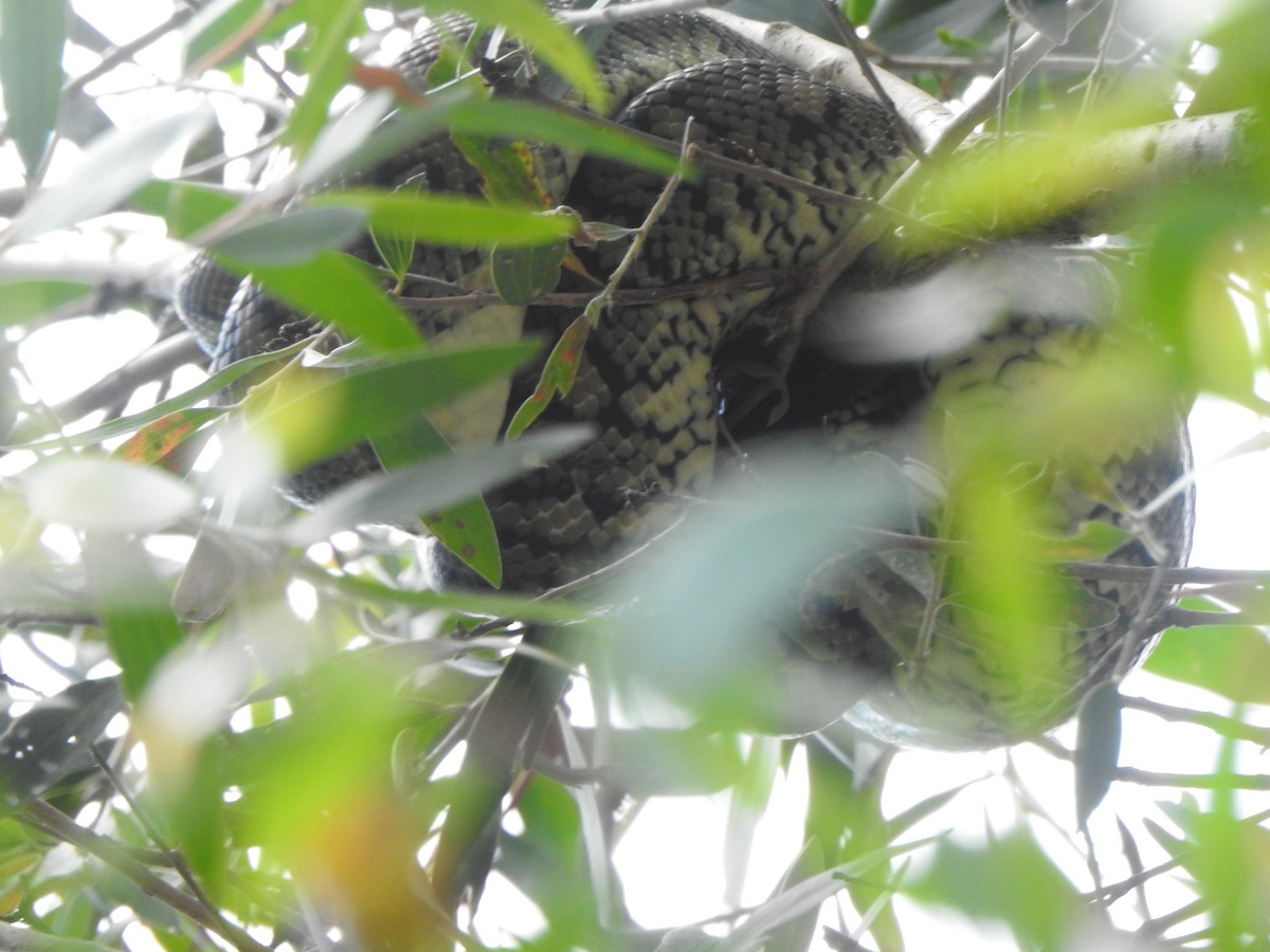 Carpet Python - ML643729659