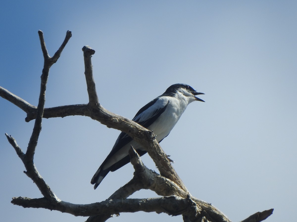 White-winged Triller - ML643729691