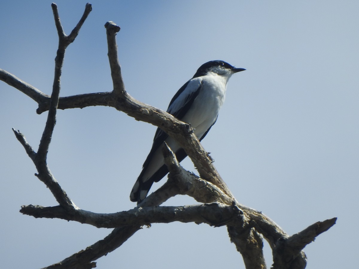 White-winged Triller - ML643729692