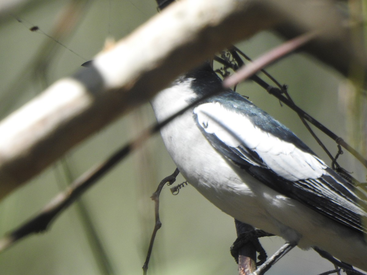 White-winged Triller - ML643729693