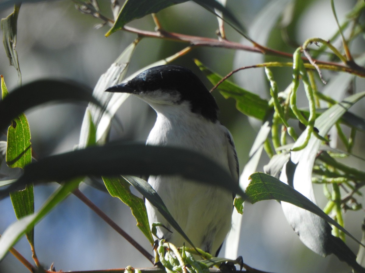 White-winged Triller - ML643729694