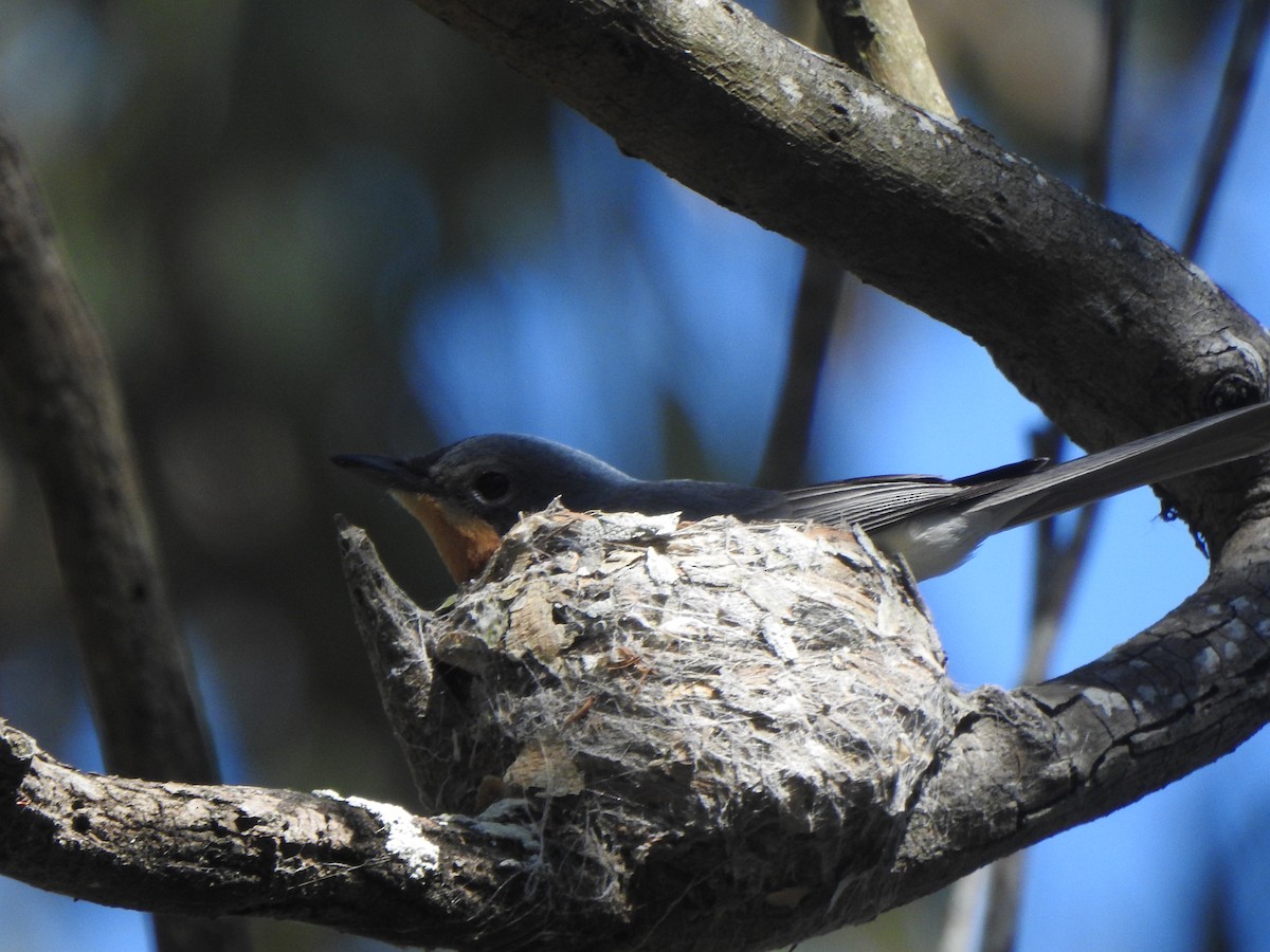 Leaden Flycatcher - ML643729706