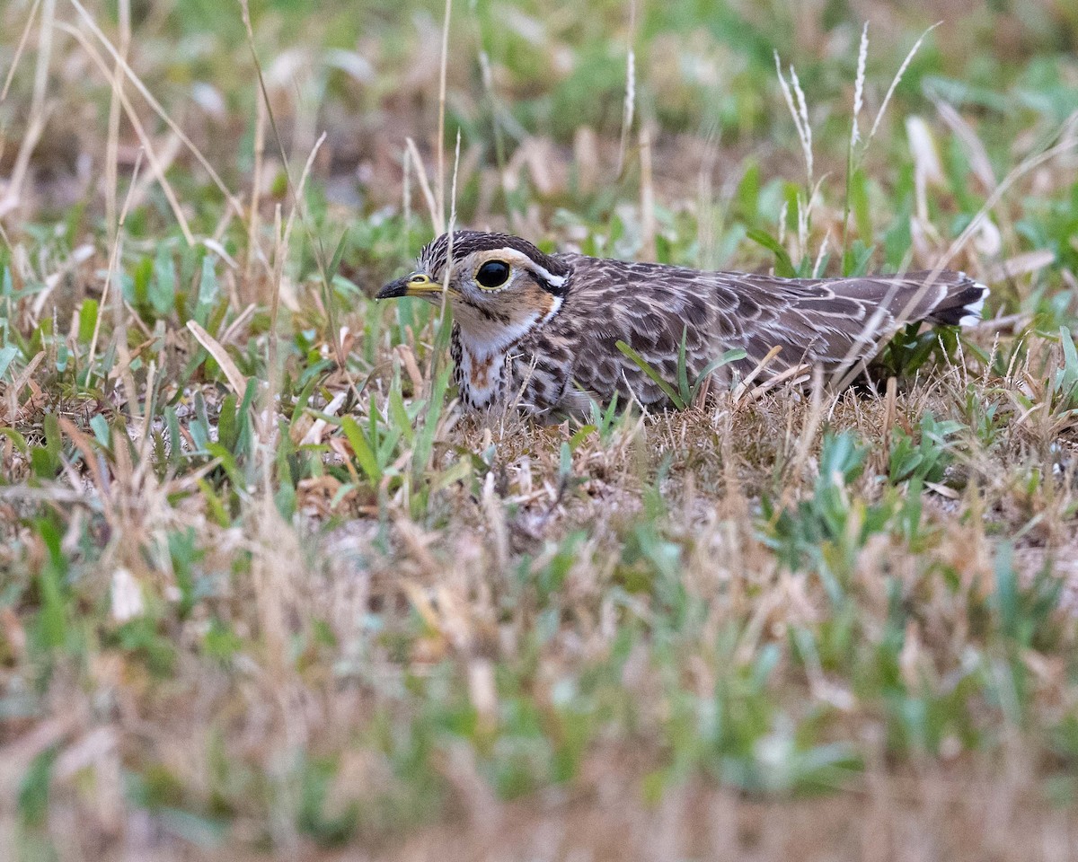 Three-banded Courser - ML643729717