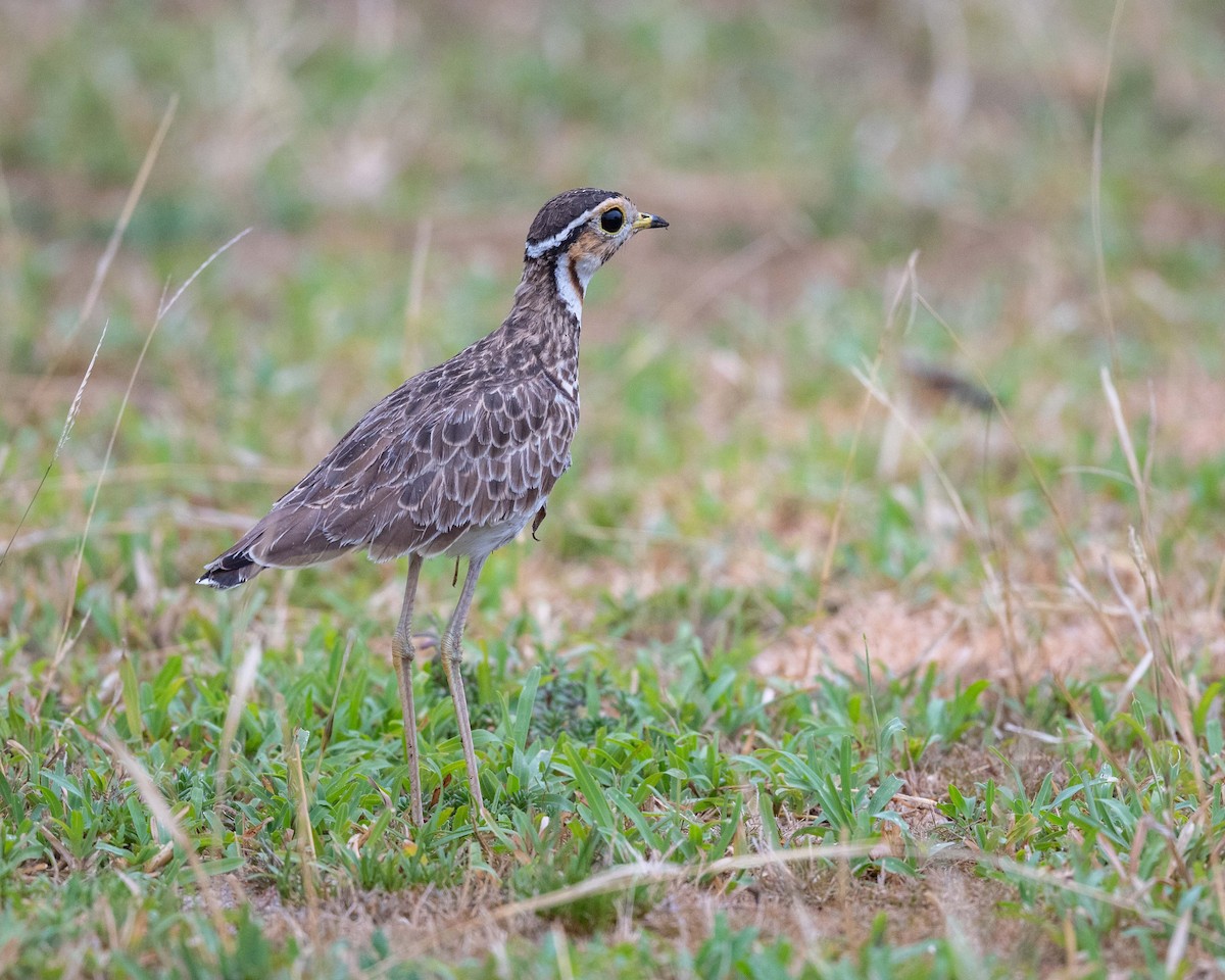 Three-banded Courser - ML643729719