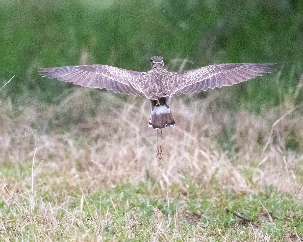 Three-banded Courser - ML643729721