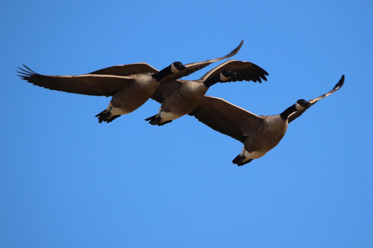 Canada Goose - ML643729728