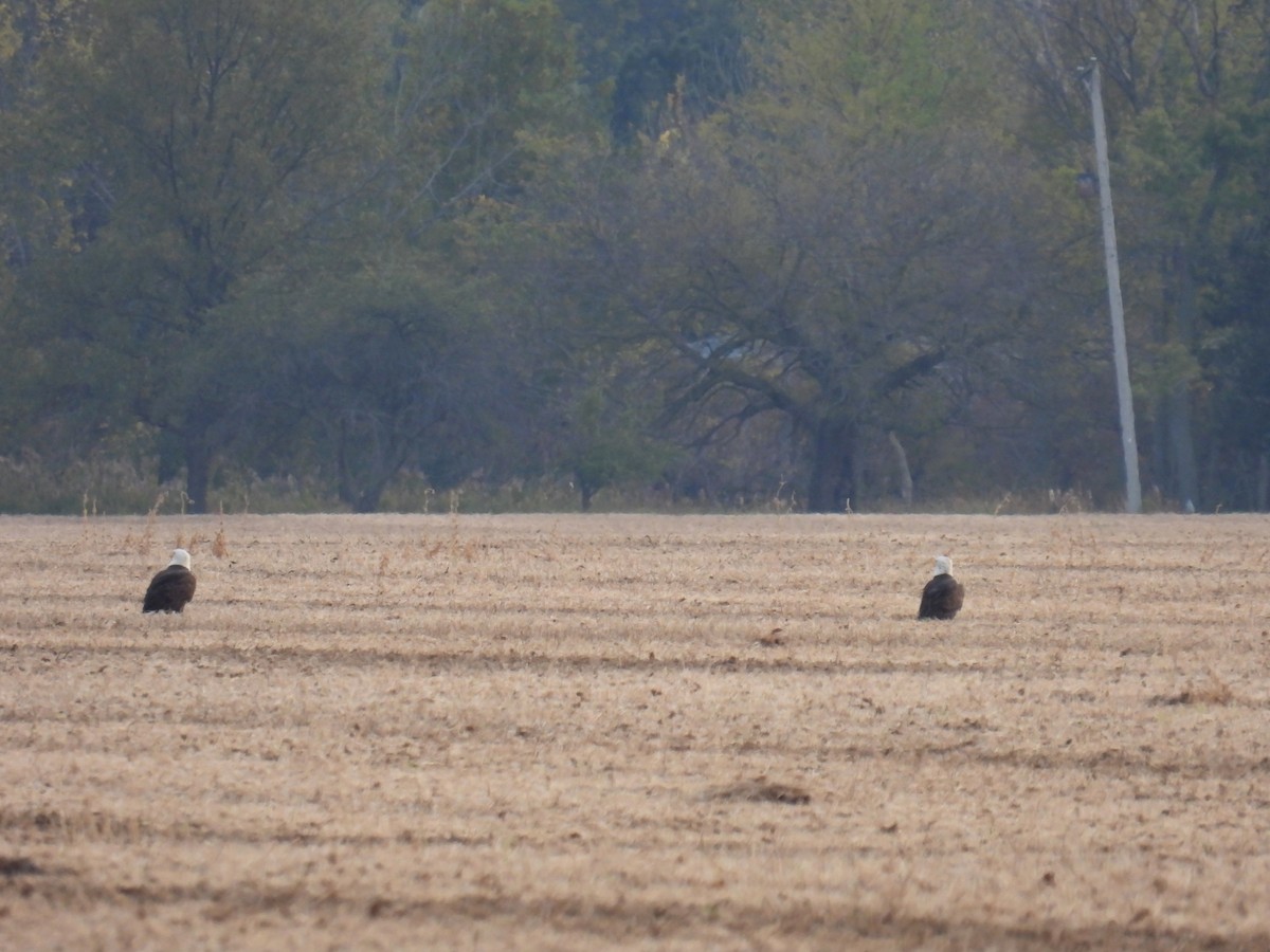 Bald Eagle - ML643729741