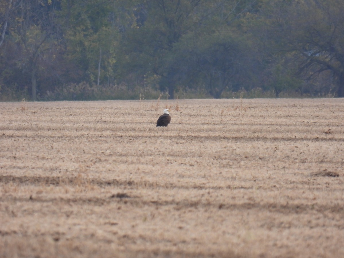 Bald Eagle - ML643729744