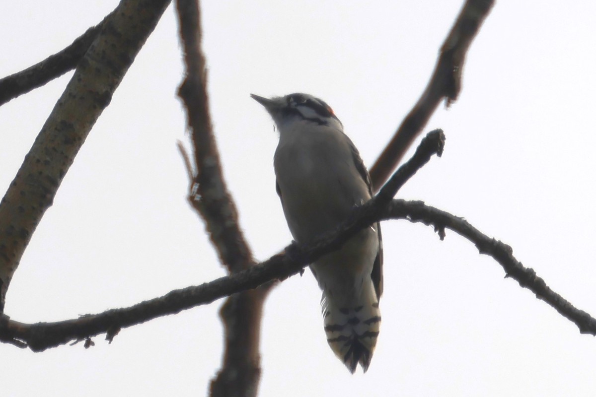 Downy Woodpecker - ML643729745