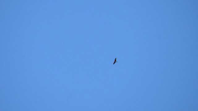 Northern Harrier - ML643729748