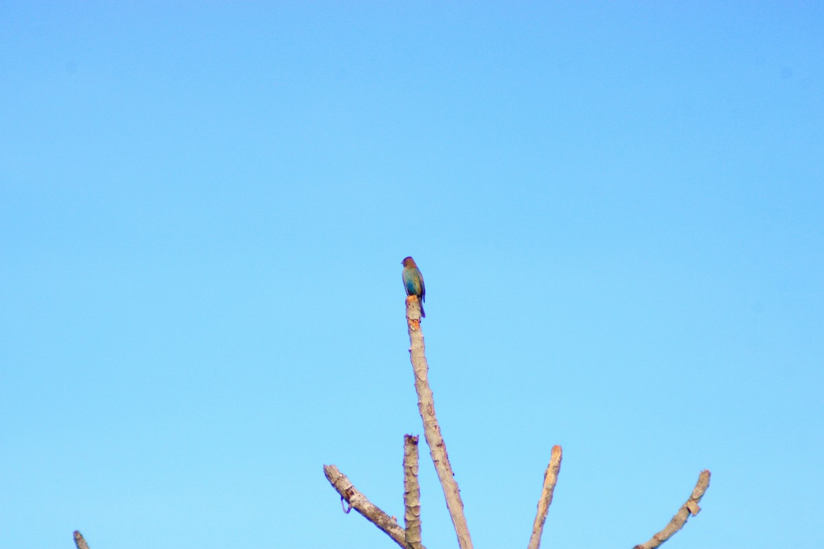 Indigo Bunting - ML643729749