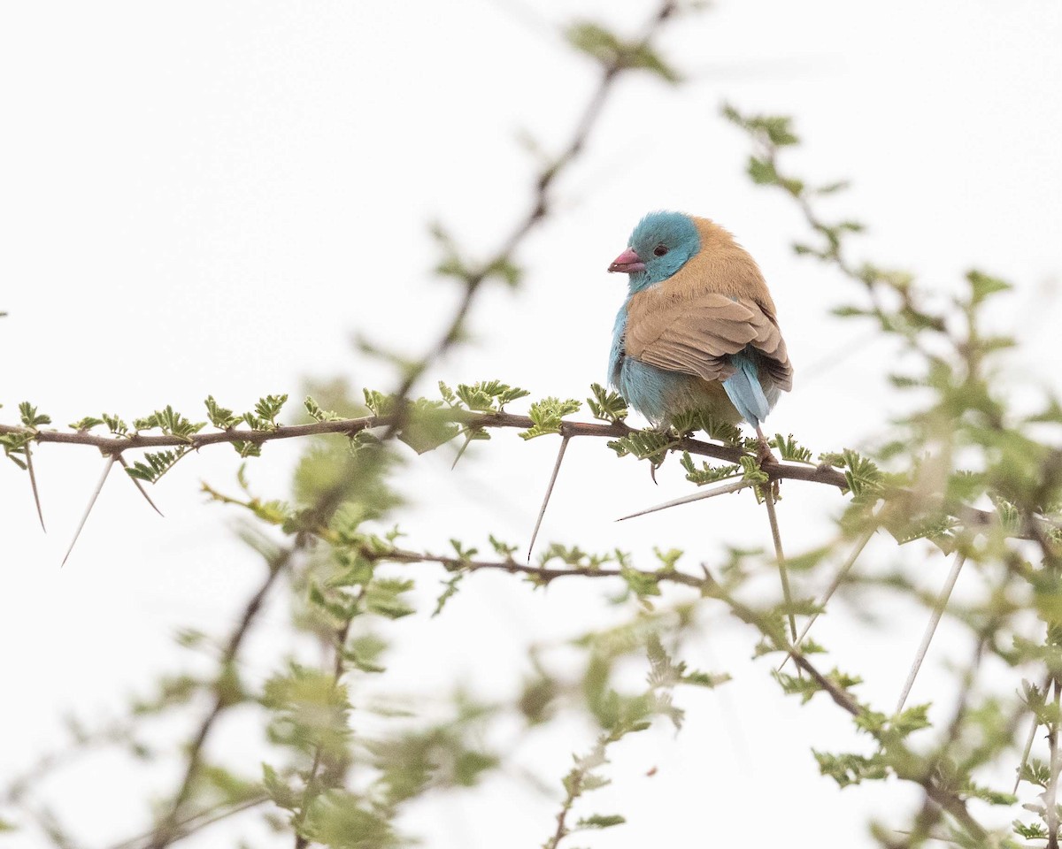 Blue-capped Cordonbleu - ML643729750