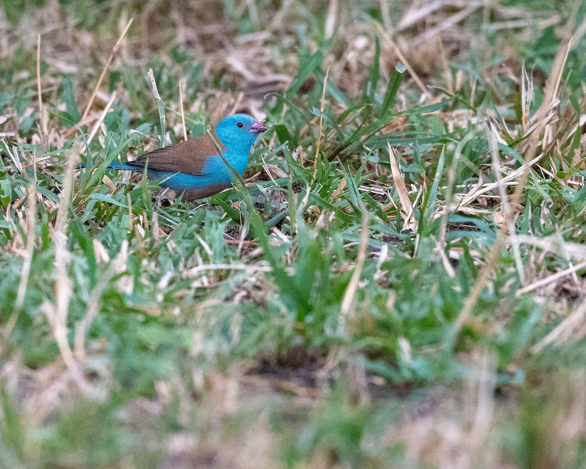 Blue-capped Cordonbleu - ML643729751