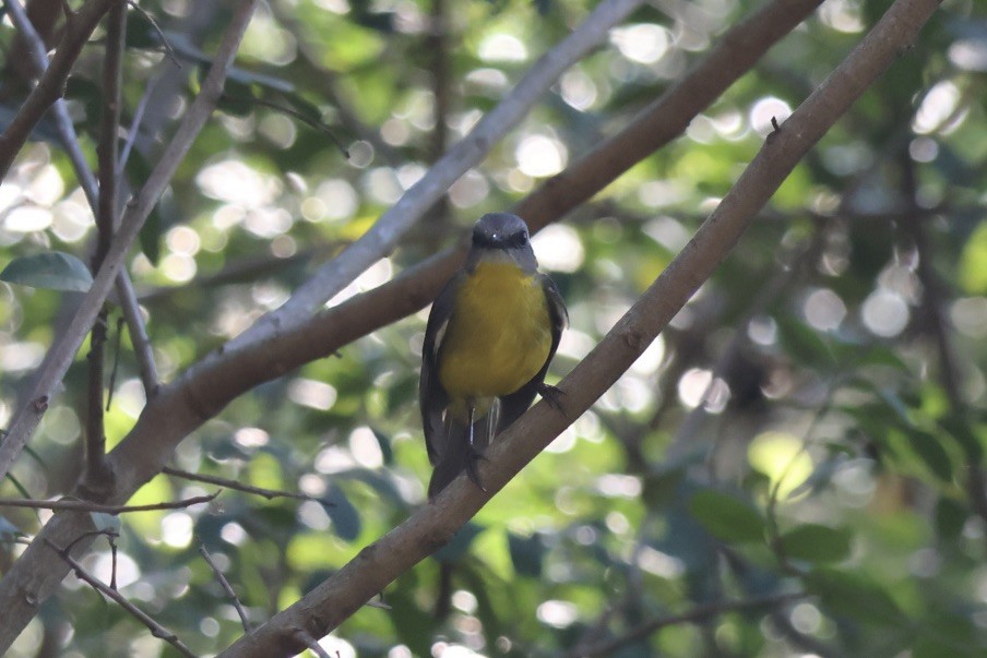 Eastern Yellow Robin - ML643729752