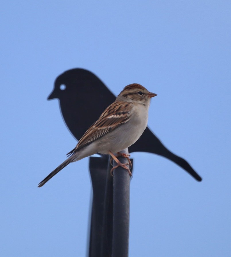 Chipping Sparrow - ML643729753