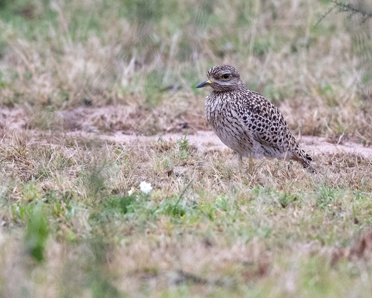 Spotted Thick-knee - ML643729756