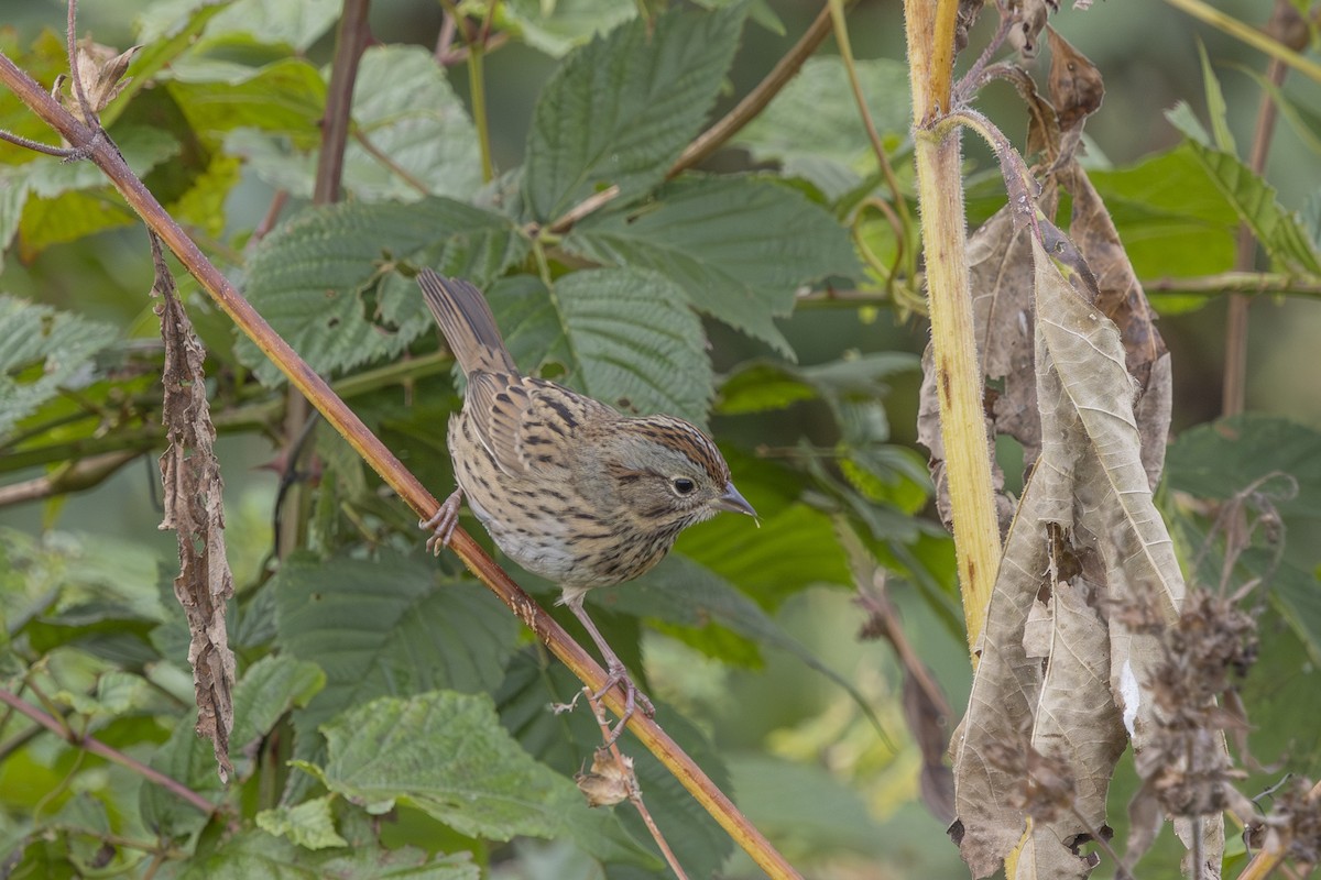 Lincoln's Sparrow - ML643729759