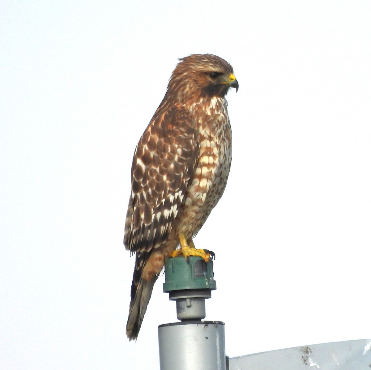 Red-shouldered Hawk - ML643729760