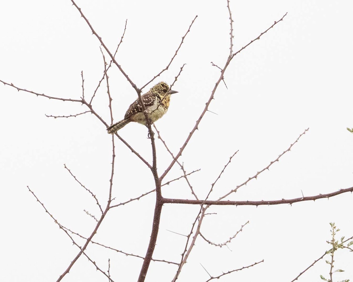 D'Arnaud's Barbet (Usambiro) - ML643729761