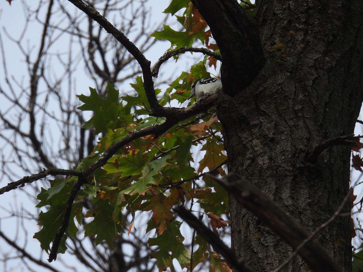 Hairy Woodpecker (Eastern) - ML643729763