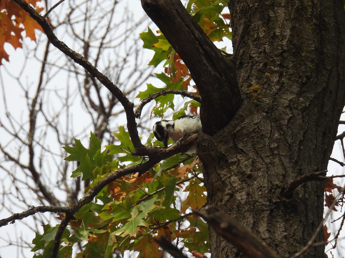 Hairy Woodpecker (Eastern) - ML643729764