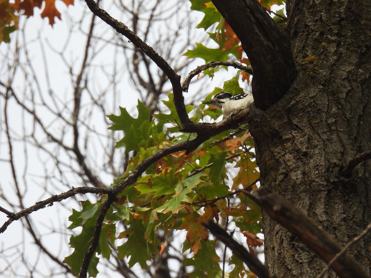 Hairy Woodpecker (Eastern) - ML643729765