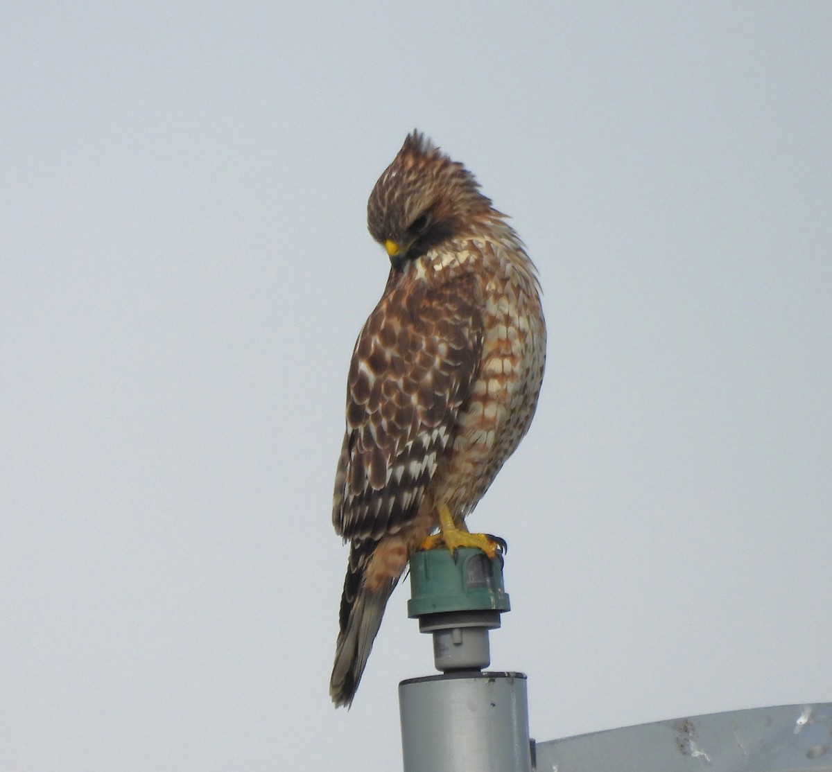Red-shouldered Hawk - ML643729767