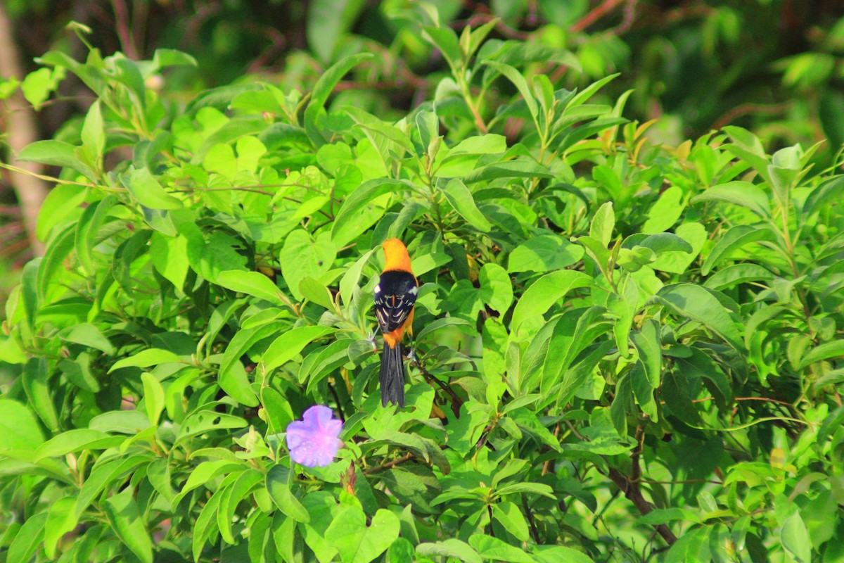 Hooded Oriole - ML643729768