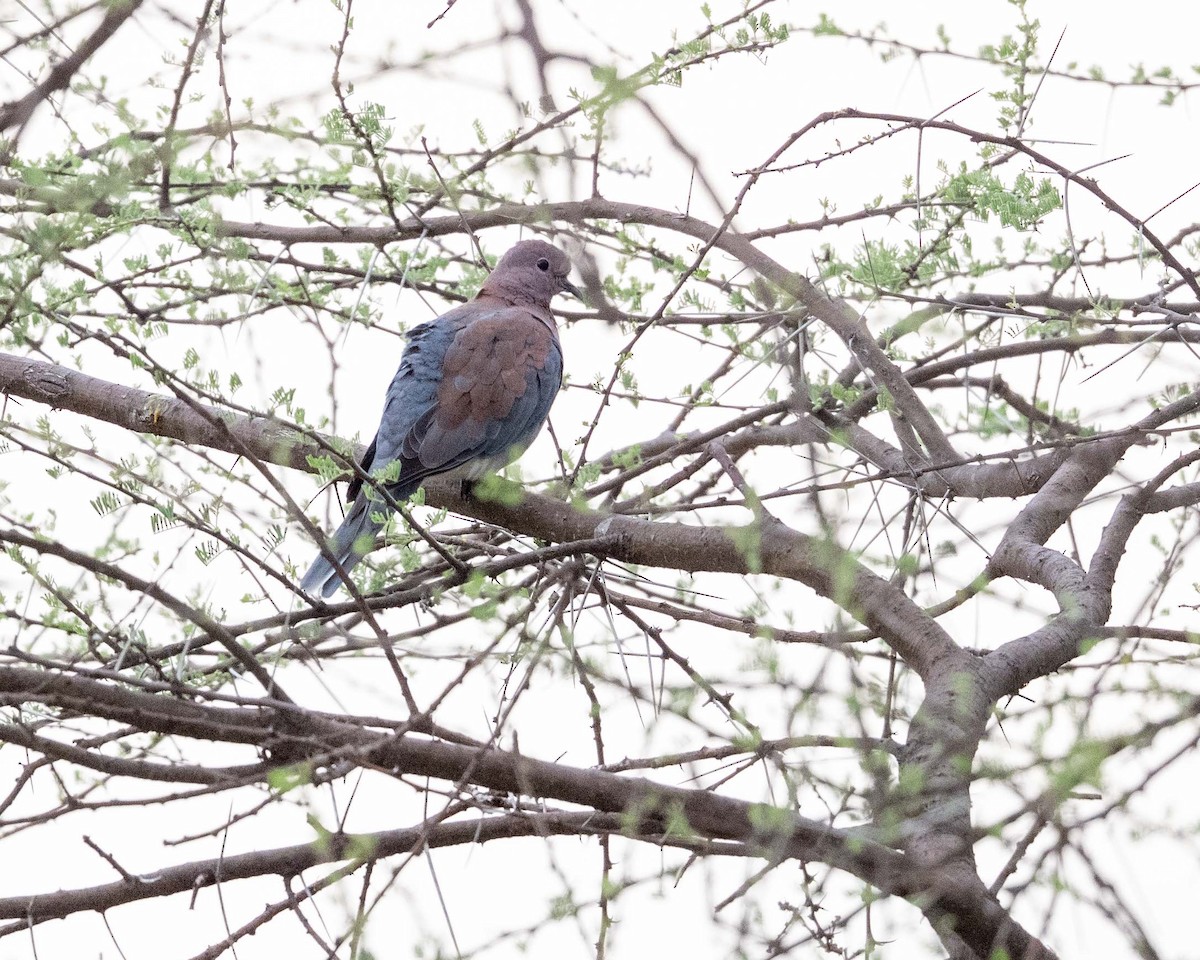 Laughing Dove - ML643729769
