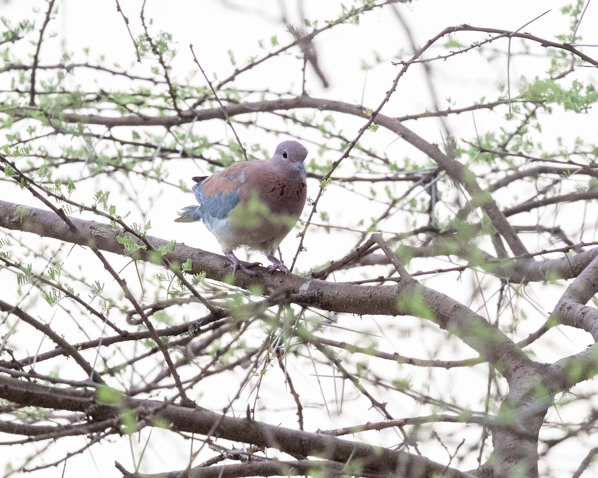 Laughing Dove - ML643729770