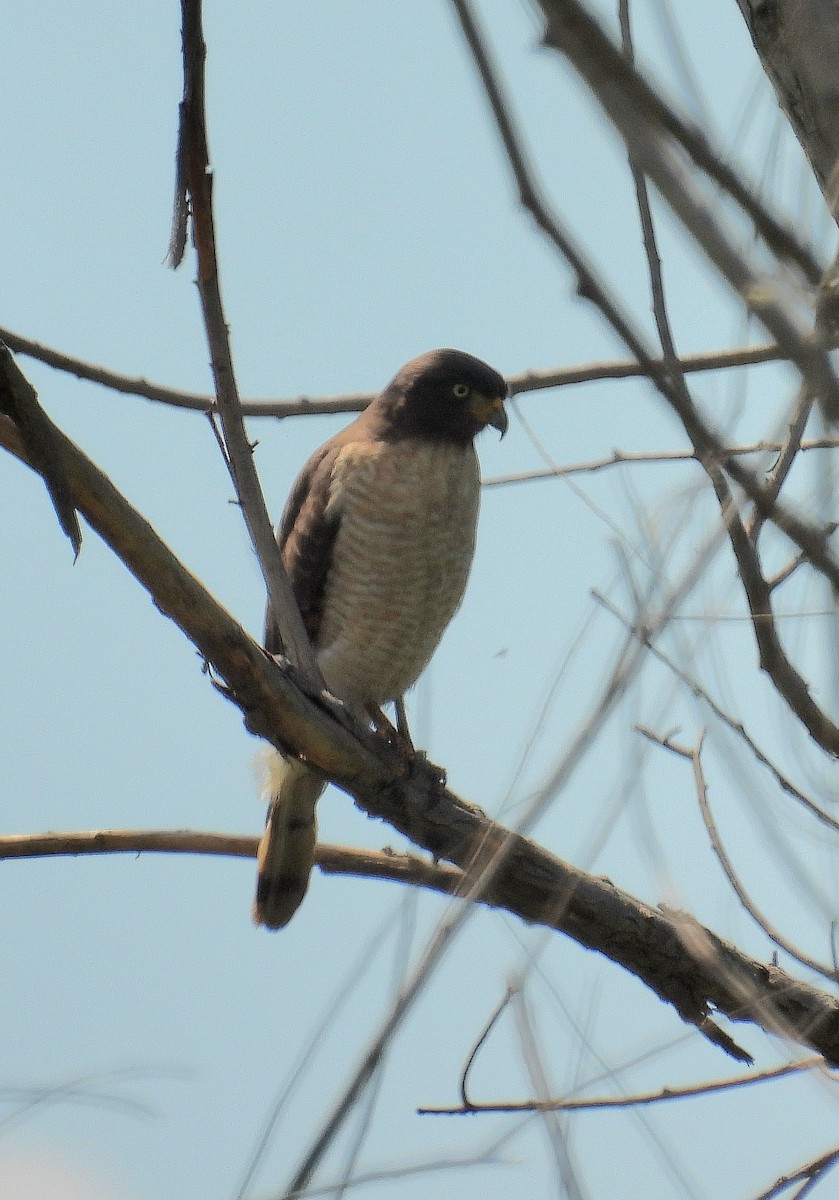Roadside Hawk - ML643729771