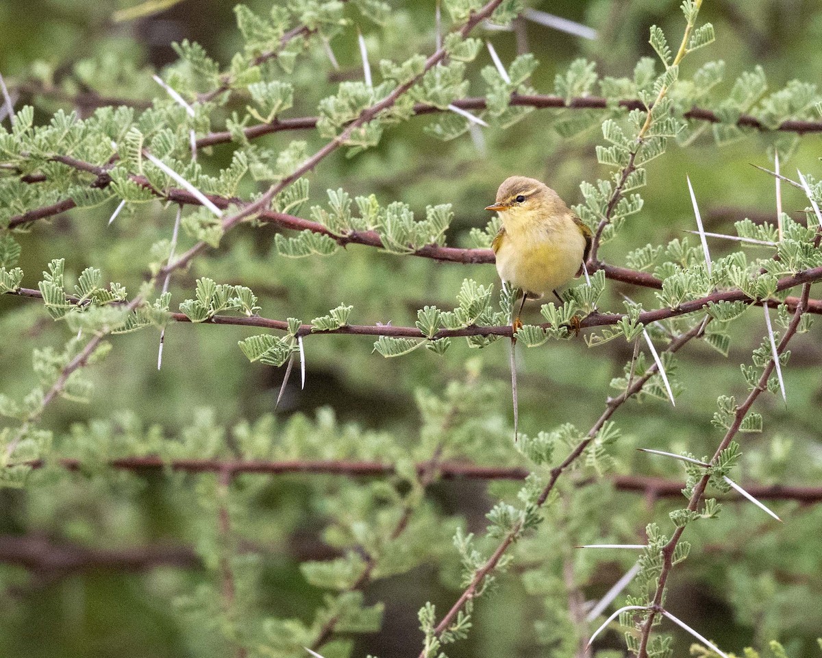 Willow Warbler - ML643729775