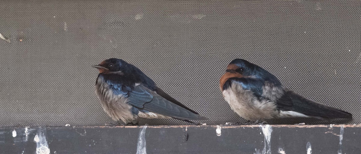 Angola Swallow - ML643729788