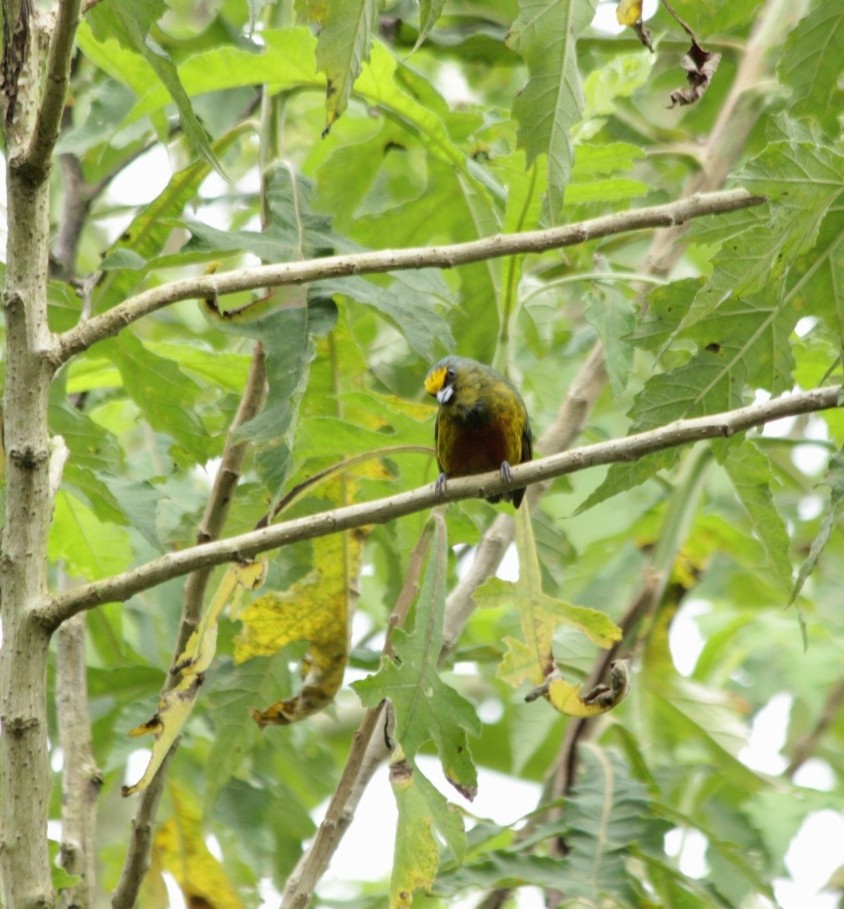 Olivrückenorganist - ML643729797