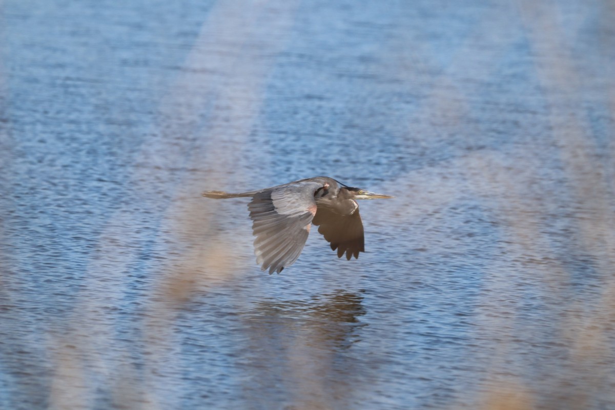Great Blue Heron - ML643729806