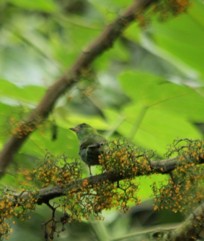 Rufous-winged Tanager - ML643729816