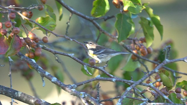 Пісняр-лісовик жовтогузий (підвид coronata) - ML643729817